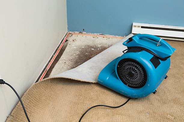 Best Mold removal after water damage  in Athens, PA